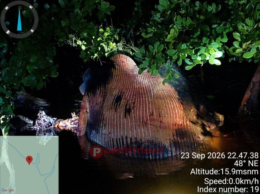 Diduga Bangkai Paus Sepanjang 8 Meter Ditemukan Terdampar di Tepian Pantai Bakau Mandah