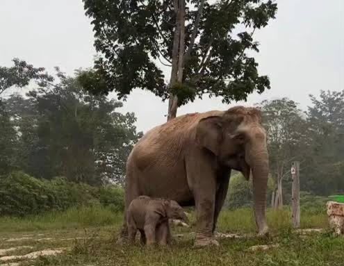 Ganesha Lahir di Tesso Nilo, Harapan Baru Konservasi Gajah Sumatera